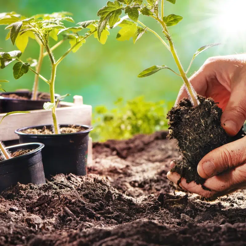 BL PARC JARDIN | bl-parc-jardin-plantation-belgique