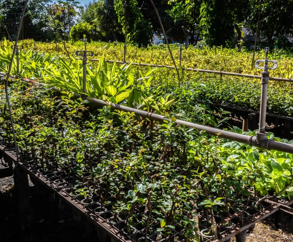 BL PARC JARDIN | bl-parc-jardin-selection-vegetaux-belgique